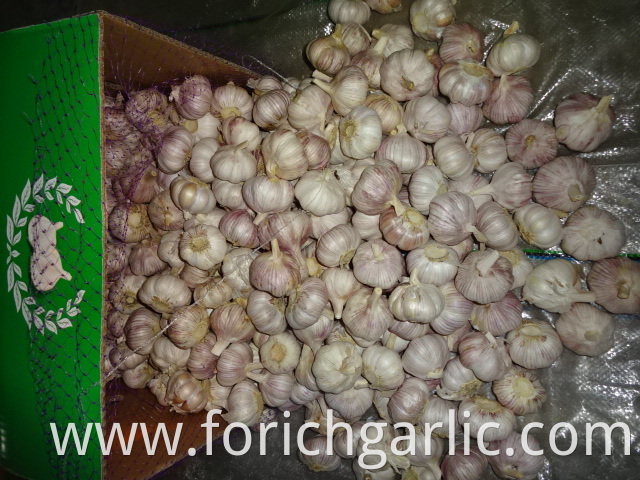 Fresh Of Normal White Garlic 2019